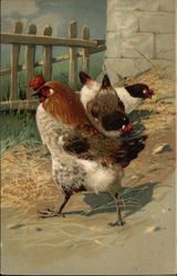 Chickens Pecking in the Yard Chickens Pecking in the Yard