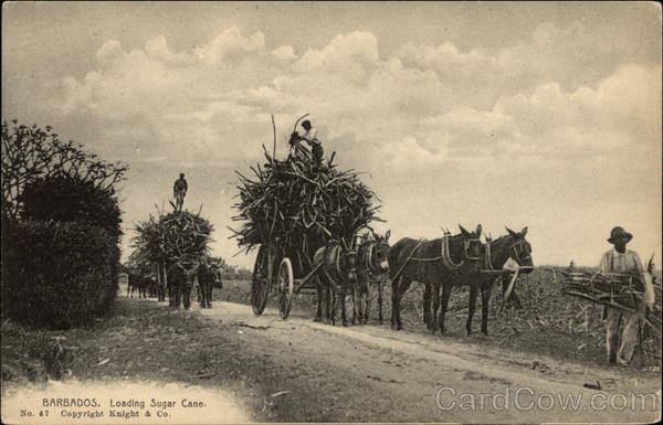 Loading Sugar Cane Barbados Caribbean Islands