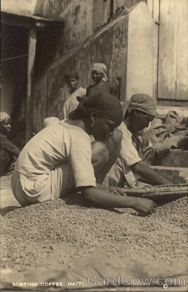 Sorting Coffee Haiti Caribbean Islands
