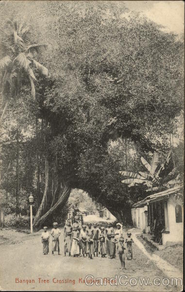 Banyan Tree Crossing the Kalutara Road Sri Lanka Southeast Asia