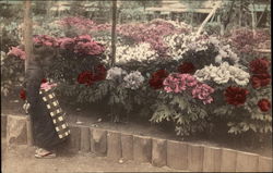 Flower Garden Japan Postcard Postcard