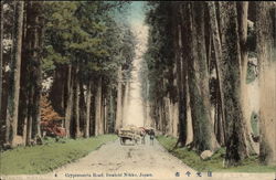 Looking Up Cryptomeria Road Postcard