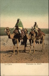Camels in the Desert Postcard