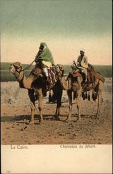 Camels in the Desert Cairo, Egypt Africa Postcard Postcard