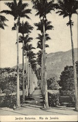 Jardim Botanico in Rio de Janeiro Brazil Postcard Postcard