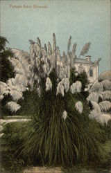 Pampas Grass, Bermuda Flowers Postcard Postcard