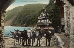 Donkeys on the Beach Postcard