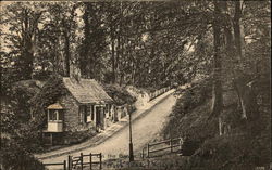 Old House Along Road in the Woods Postcard