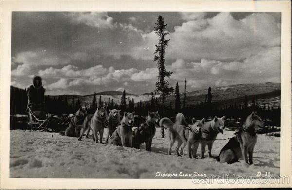 Siberian Sled Dogs