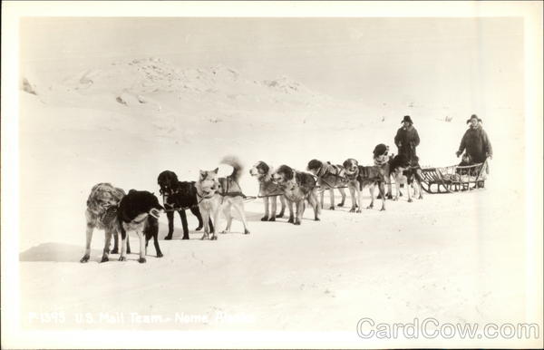 Dog Sled Team Dogs