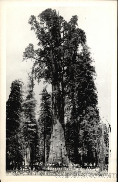 General Sherman Tree Sequoia National Park California