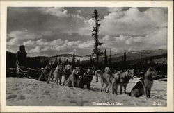 Siberian Sled Dogs Postcard