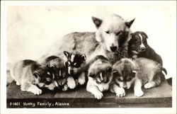 Husky Family, Alaska Postcard