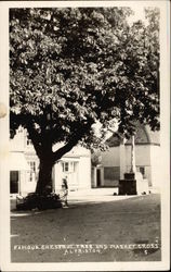 Famous Chestnut Tree and Market Cross Alfriston, East Sussex UK Postcard Postcard