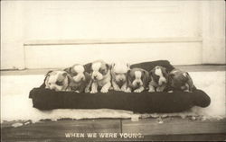 When We Were Young - Puppies Postcard