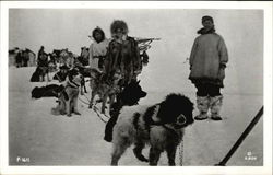 Sled Team of Dogs Postcard