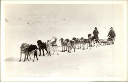 Dog Sled Team Postcard