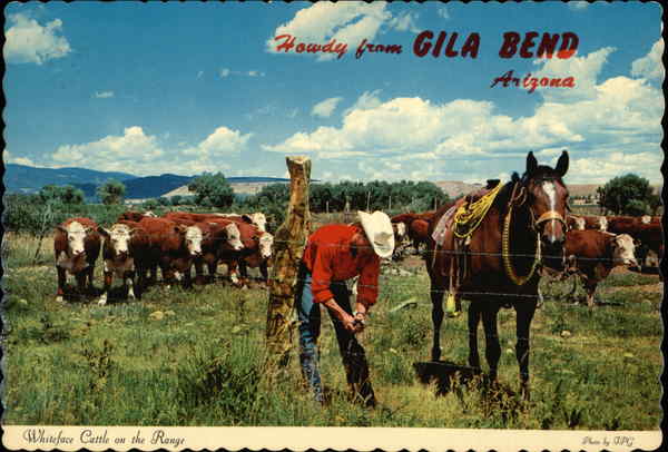 Cowboy and Whiteface Cattle on the Range Gila Bend Arizona