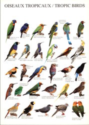 Oiseaux Tropicaux / Tropic Birds