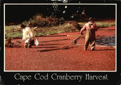 Cape Cod Cranberry Harvest Postcard