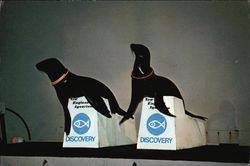 The New England Aquarium California sea lions, Mugs and Samantha Postcard