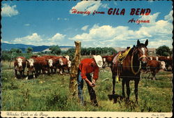 Cowboy and Whiteface Cattle on the Range Postcard