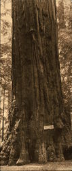 Giant Tree, Big Tree Grove Santa Cruz, CA Postcard Postcard
