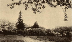 Cedar Hedge Farm Nurseries Postcard