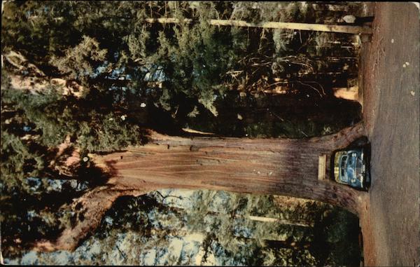 Chandelier Drive-Thru Tree Underwood Park California