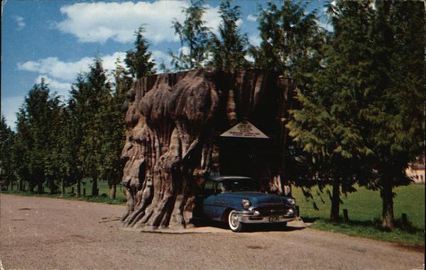 Giant Cedar Stump on Highway 99, Washington Trees