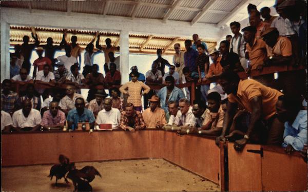 Cockfighting in St. Maarten Caribbean Islands