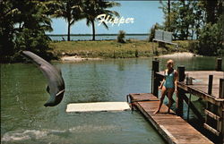 Flipper the Talented Porpoise, Miami Seaquarium Postcard