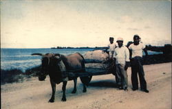 A Turkese Businessman and His Two Assistants Pose Truk Atoll, Eastern Caroline Islands South Pacific Postcard Postcard