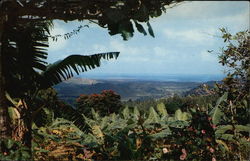 View From the Tropical Rain Forest El Yunque, PR Puerto Rico Postcard Postcard