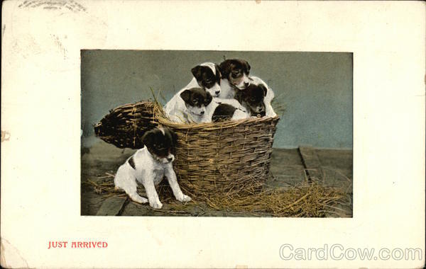 Just Arrived - Puppies in a Basket Dogs