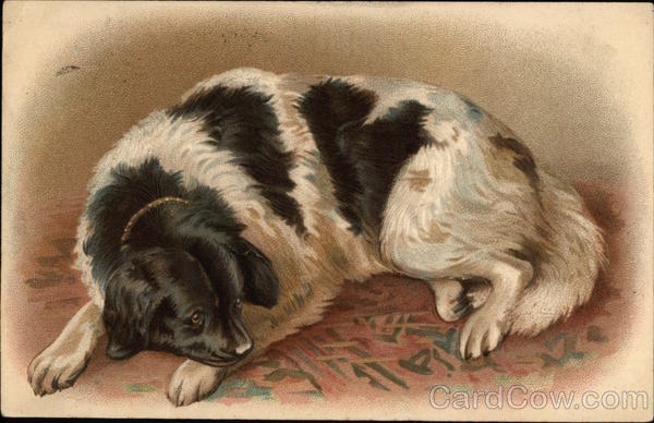 Black and White Dog Dogs