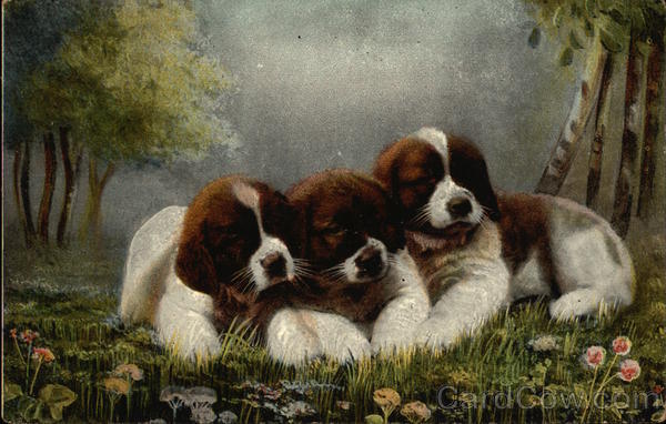 Three St. Bernard Puppies Dogs