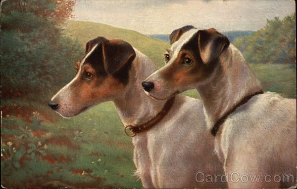 Foxterriers, Wire 66 Dogs