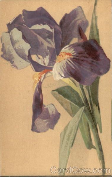 Purple Iris C. Klein