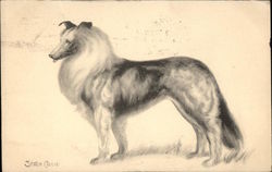 Drawing of Collie Postcard