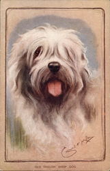Old English Sheep Dog Dogs Postcard Postcard