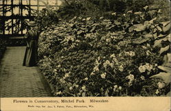Flowers in Conservatory, Mitchel Park Postcard