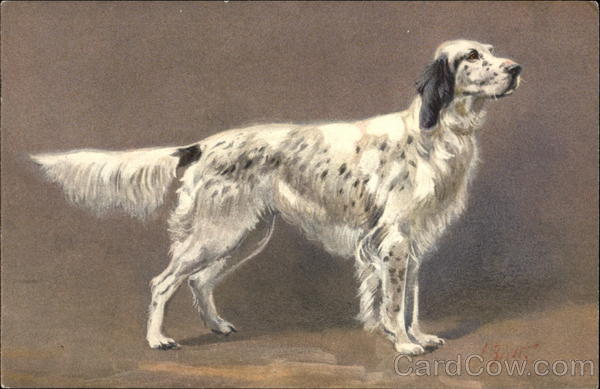English Setter Dogs