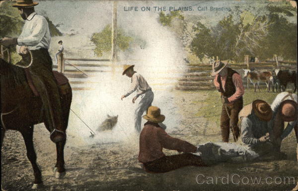 Life on the Plains, Calf Branding Cowboy Western
