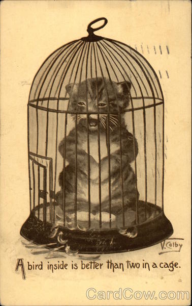 Kitten in a Birdcage Cats