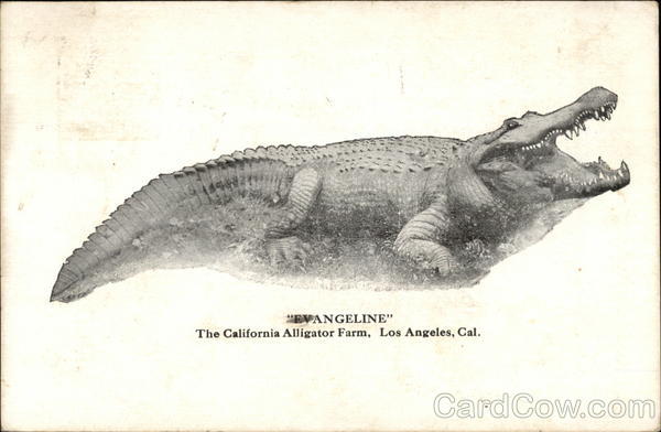 Angeline - Alligator Alligators