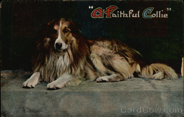 A Faithful Collie Dogs