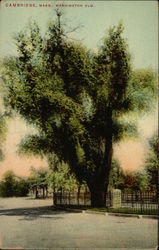 Washington Elm Postcard