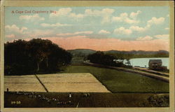 A Cape Cod Cranberry Bog Massachusetts Postcard Postcard