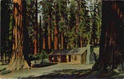 Yosemite National Park Postcard